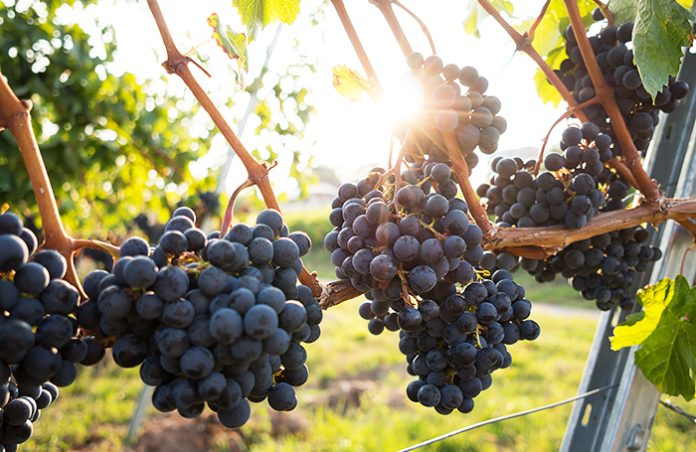 Из-за глобального потепления меняется вкус вина и география виноделия