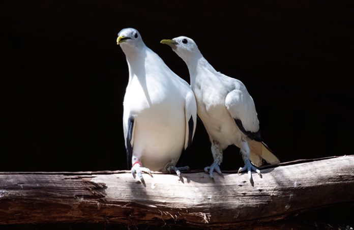 Ученые: птицы могут «разводиться» из-за измен и долгой разлуки