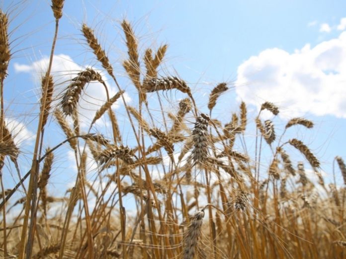 Украина предложила новый маршрут для поставок зерна