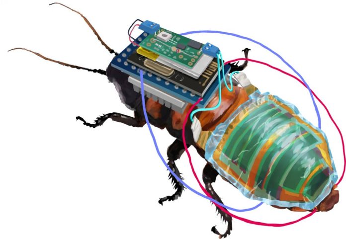 Дистанционно управляемые тараканы-киборги с самозаряжающимися батареями | New-Science.ru