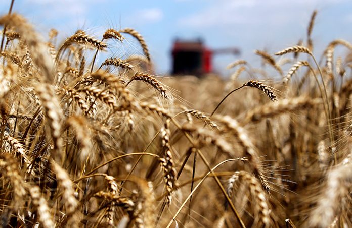 Возродит ли Рустам Минниханов зерновую сделку?