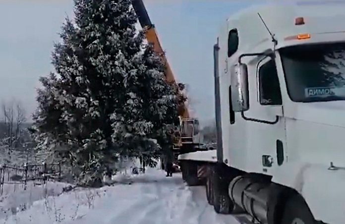 Жительница Челябинской области заявила, что городскую ель для Нового года срубили на ее участке