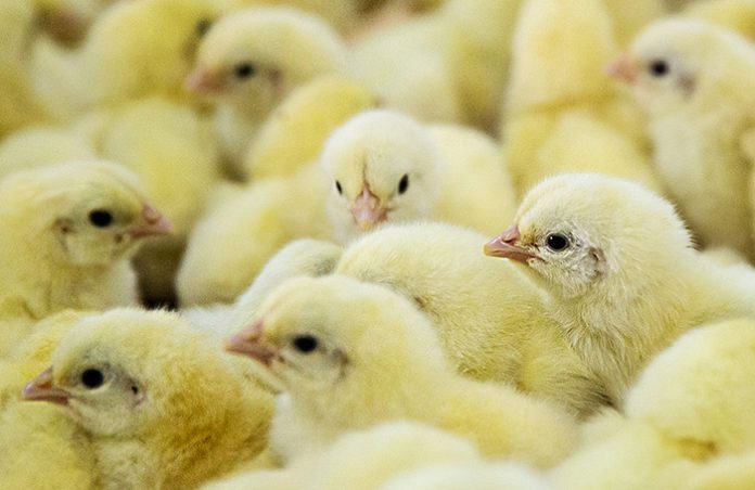 Россияне стали скупать на маркетплейсах инкубаторы для выведения цыплят