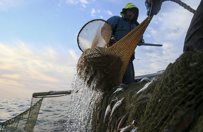 Россия может запретить судам Великобритании ловлю рыбы в российских водах Баренцева моря