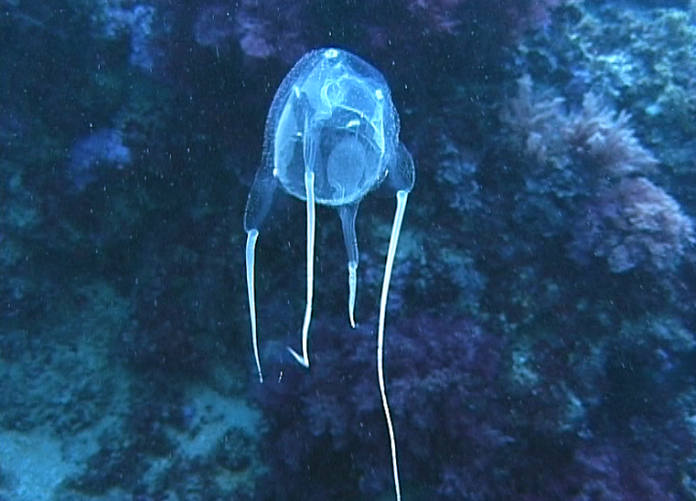 Медуза-киборг произведет революцию в исследовании морского дна | New-Science.ru