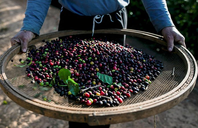 Bloomberg: мировые поставки кофе робуста рухнут на 20% к сентябрю