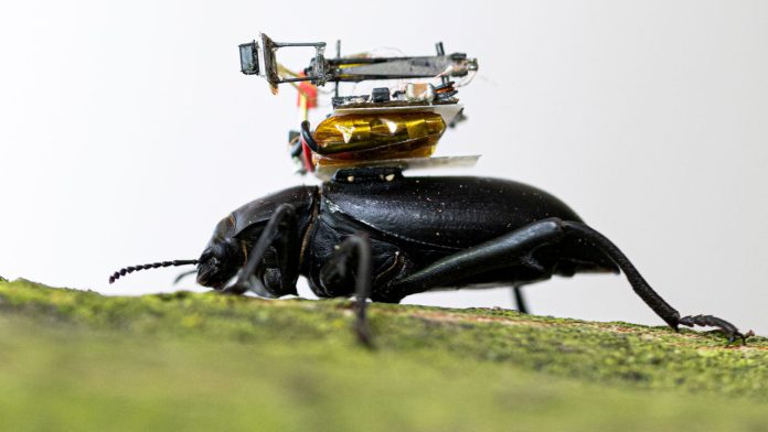 Камера настолько мала, что ее могут носить насекомые | New-Science.ru