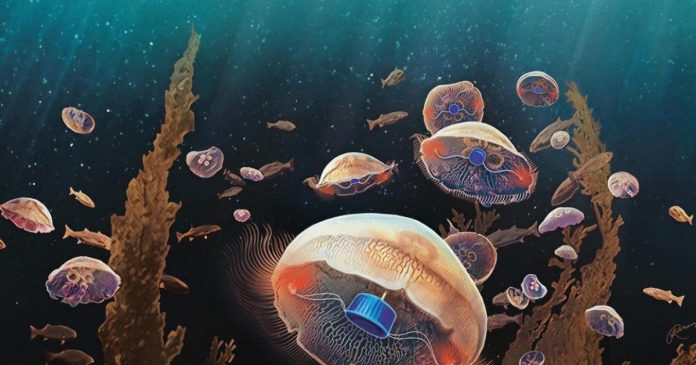 «Бионические» медузы могут помочь защитить океаны. | New-Science.ru