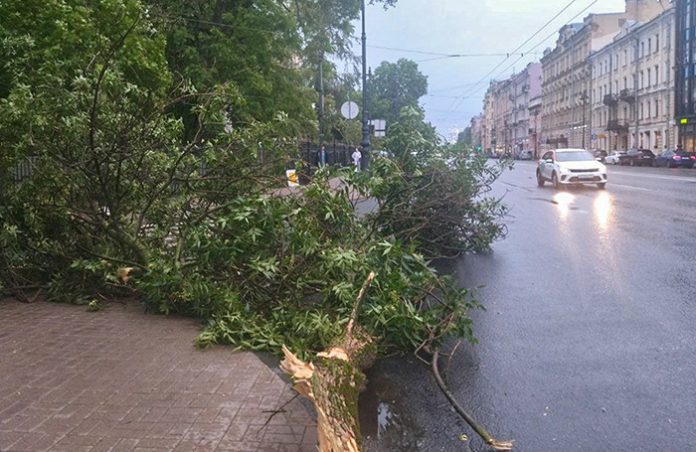 В Петербурге от урагана погибли три человека